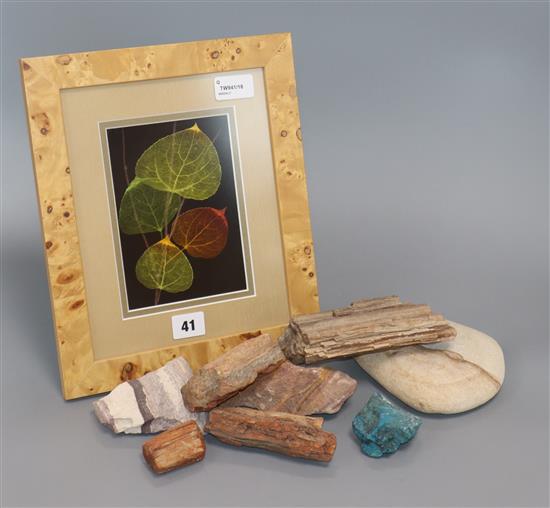 A Booker Morey framed display of Aspen leaves and a small collection of petrified wood specimens and minerals, etc.